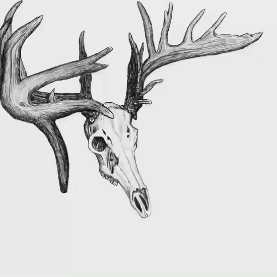 Big Buck Skull Digital Drawn Outdoor and Hunting Decals