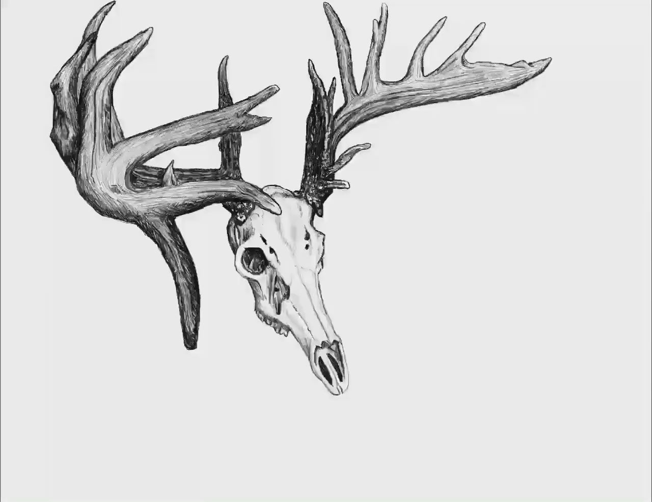 Big Buck Skull Digital Drawn Outdoor and Hunting Decals