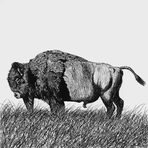 American Buffalo Ink Drawing Art Framed Poster Bison Wildlife Artwork Ink Drawing Artwork Outdoorsment Wall Decor for Rustic Office or House