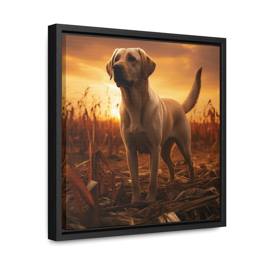 Yellow Lab Hunting In Cornfield Sunrise Hunter Room Decor Gallery Canvas Wraps With Square Wood Frame Outdoors Bird Hunter Bird Dog Artwork